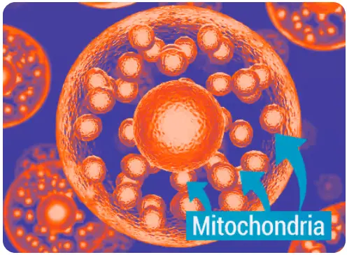 Mitolyn Benefits